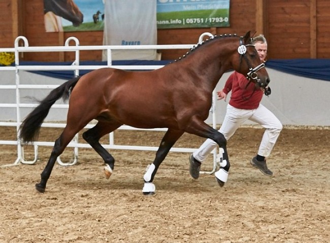 Friedrichshof Cari-Night Reitpony Foto: Joachim Hecker