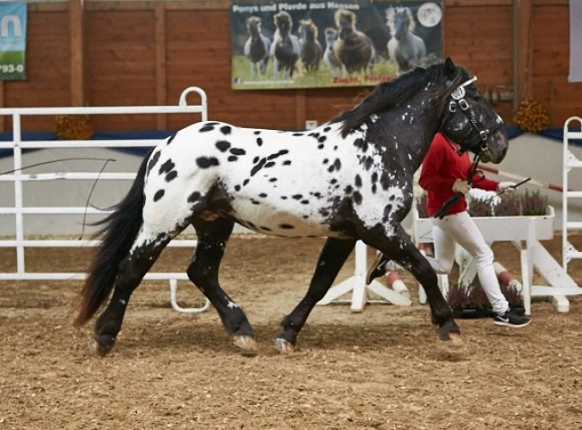 Gino Vulkan Noriker Foto: Joachim Hecker