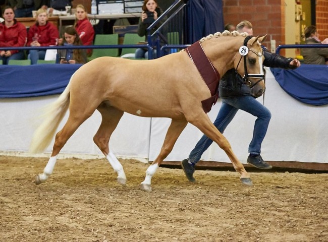 Gleisberg Casino Gold Reitpony Foto: Joachim Hecker