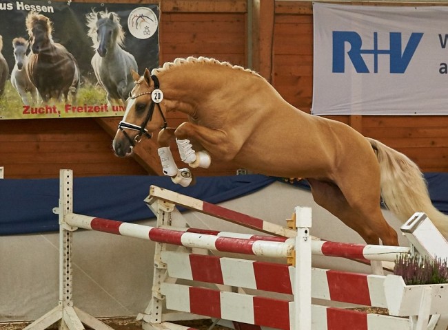 Gleisberg Casino Gold Reitpony Foto: Joachim Hecker