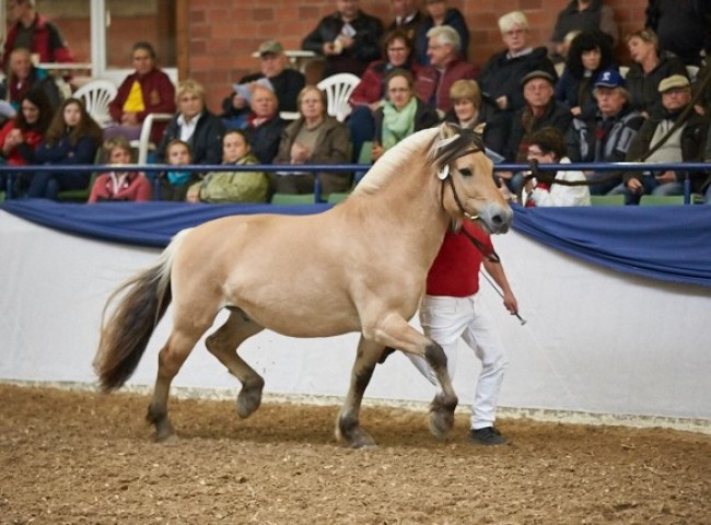 Harvard Fjordpferd Foto: Joachim Hecker