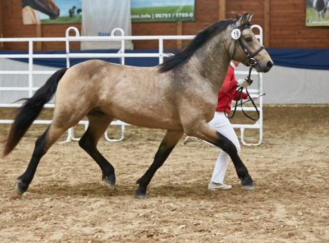 Hohnhorst Joel Connemara Foto: Joachim Hecker