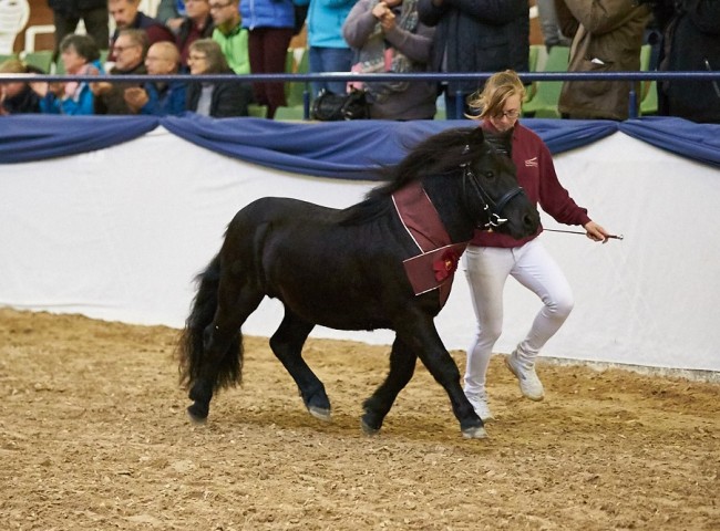 Jurist LTD Shetlandpony Foto: Joachim Hecker