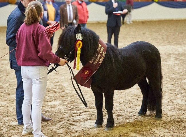 Jurist LTD Shetlandpony Foto: Joachim Hecker