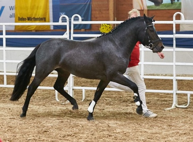 Knasvesash Spiritual New Forest Foto: Joachim Hecker