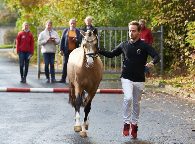 Musterung auf festem Boden Foto: Joachim Hecker