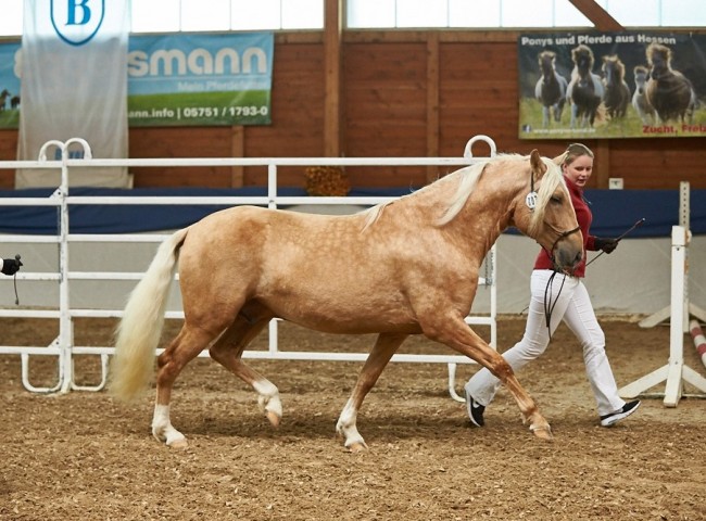 MVM Oro de Nienover Paso Peruano Foto: Joachim Hecker