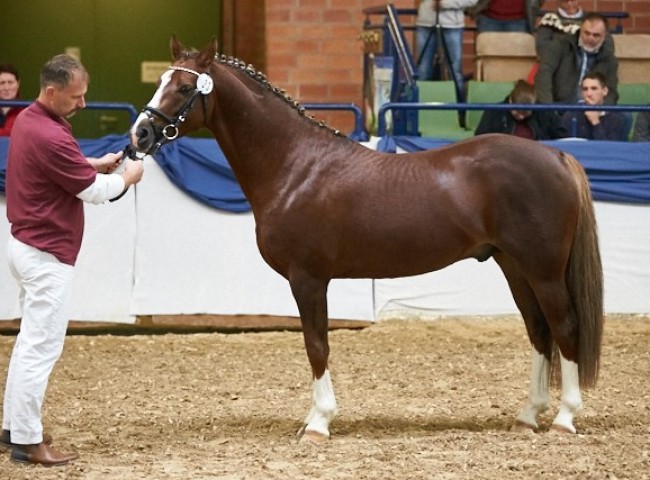 Nelsons Diamont Reitpony Foto: Joachim Hecker