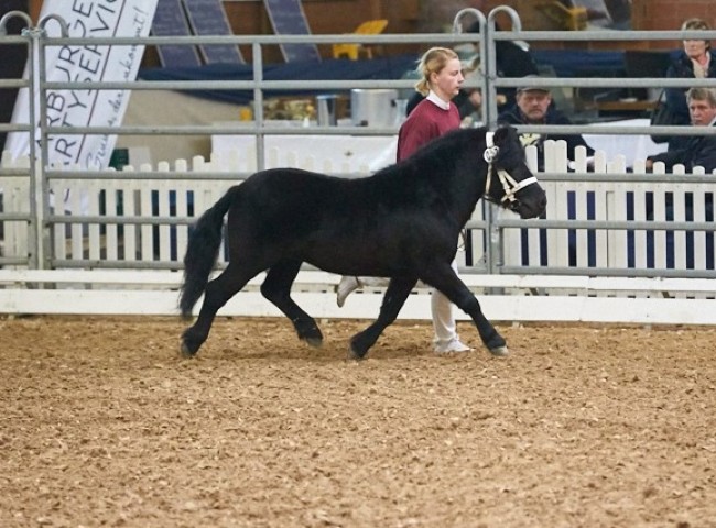 NinoII Shetland Foto: Joachim Hecker