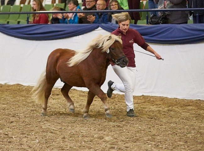 Pepe von Obernissa Shetlandpony Foto: Joachim Hecker