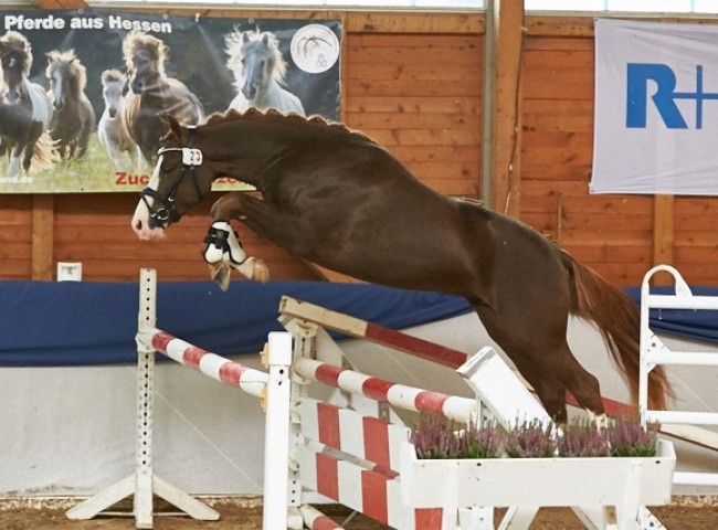 Schierensees Masterpiece Reitpony Foto: Joachim Hecker
