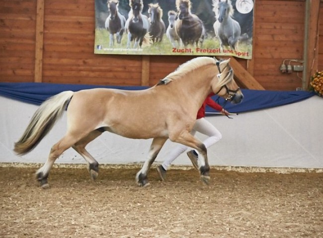 Fjordbækkens Sidan Fjordpferd Foto: Joachim Hecker