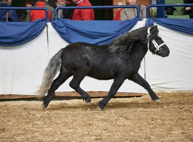 Nathan Shetlandpony Foto: Joachim Hecker