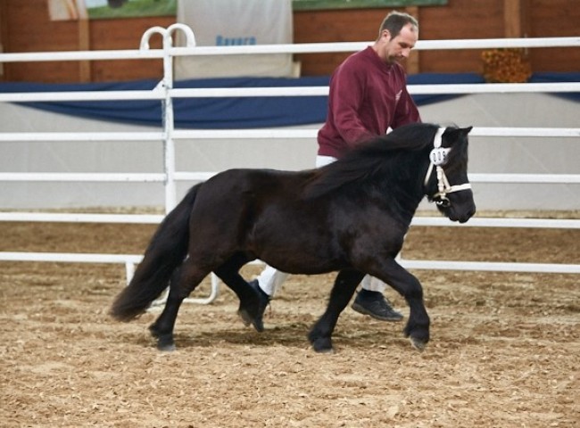Verano vom Hopfberg Shetlandpony Foto: Joachim Hecker