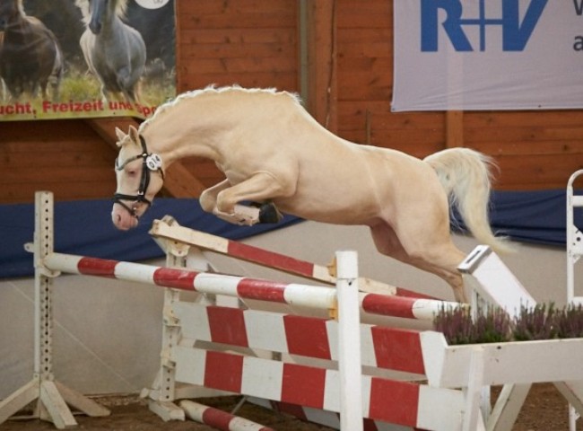 Cadlanvalley Sir Ivanhoe Welsh B Foto: Joachim Hecker