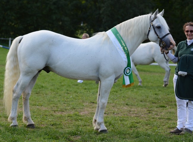 Reserve Best in Show & Siegerhengst Marvellous Simon  -  Foto: Dr. Thomas Bachmann