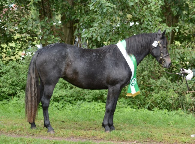 Jugendchampion Glaskopf Grey Jane  -  Foto: Dr. Thomas Bachmann