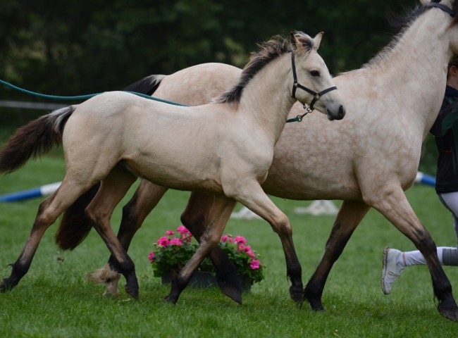 Siegerfohlen Lonely Twin Irish Cream  -  Foto: Dr. Thomas Bachmann