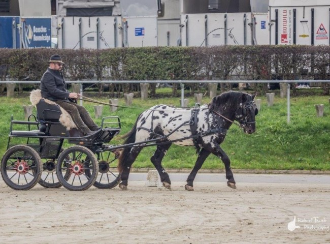 GinoVulkan Bild: Fabian Weidemann