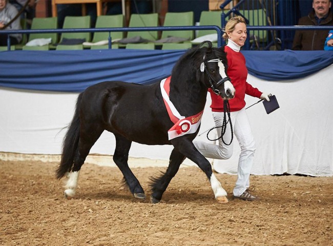 Siegerhengst Polhaar Secret Seryddwr 