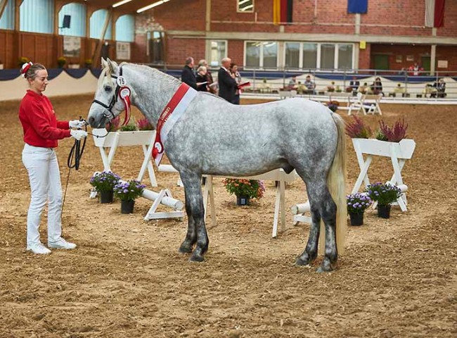 Birdmountain Van Halen - Rassesieger Connemara