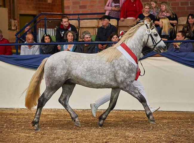 Birdmountain Van Halen auf der Ehrenrunde als Rassesieger Connemara