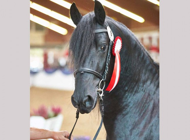 Zaron vom Urfftal, gekörter und prämierter Friesenhengst