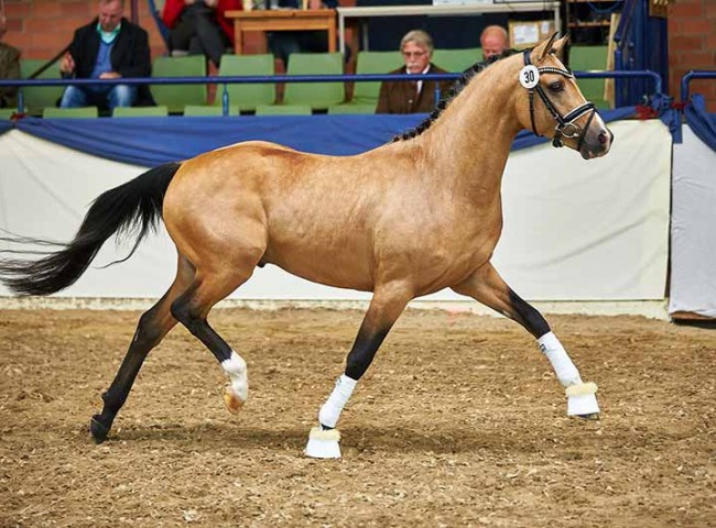 Mr. Riös im Freilaufen