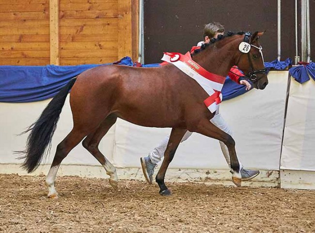Oshie K- Gesamtsieger der Hessischen Körung