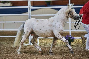 Mister Hotspot van de Beekseweg