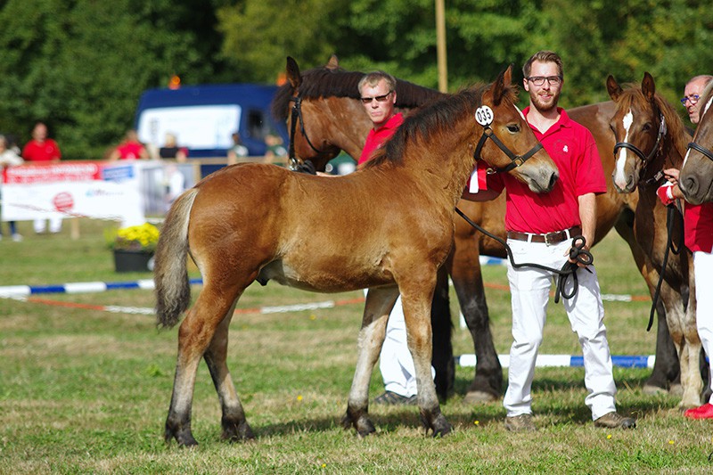 Henry v. Hartmut, Siegerfohlen Rheinisch Deutsches Kaltblut