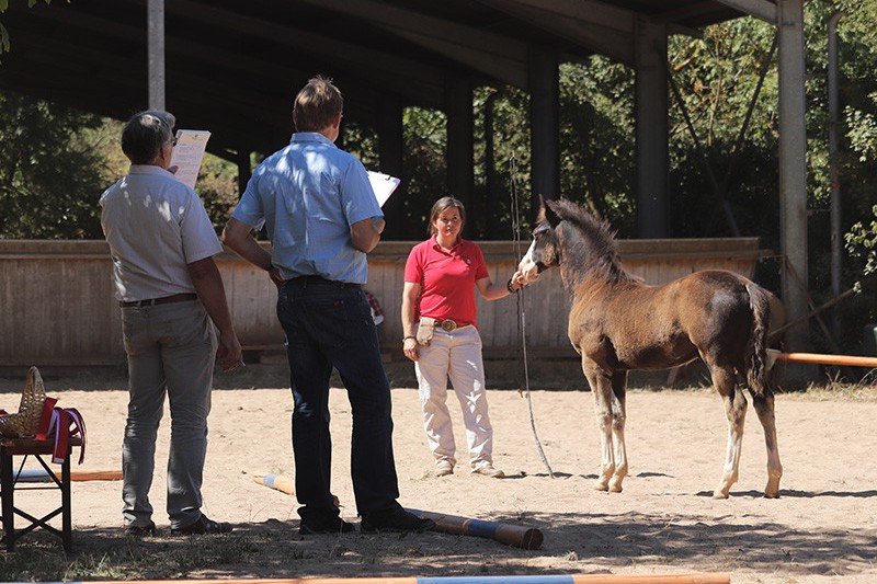Siegerhengstfohlen La Amanecida El Destino vor den Richtern