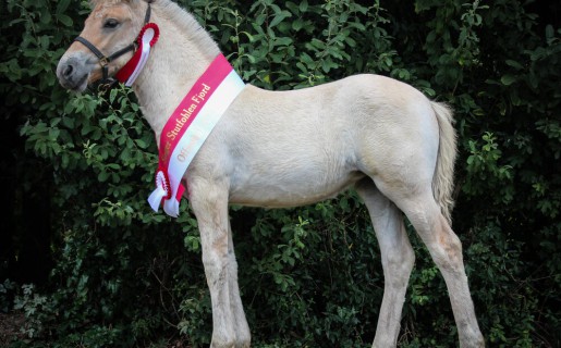 Traditionelle 43. Fjordfohlenschau in Offenthal