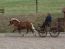 Feldprüfung für Kaltblüter und Fahrprüfung für Ponys zum 3. Mal in Hausen 