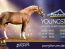 Ponyforum GmbH: Nächste Youngsterauktion im April 