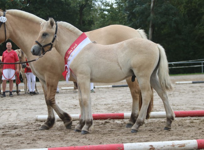 SiegerhengstfohlenGigolo