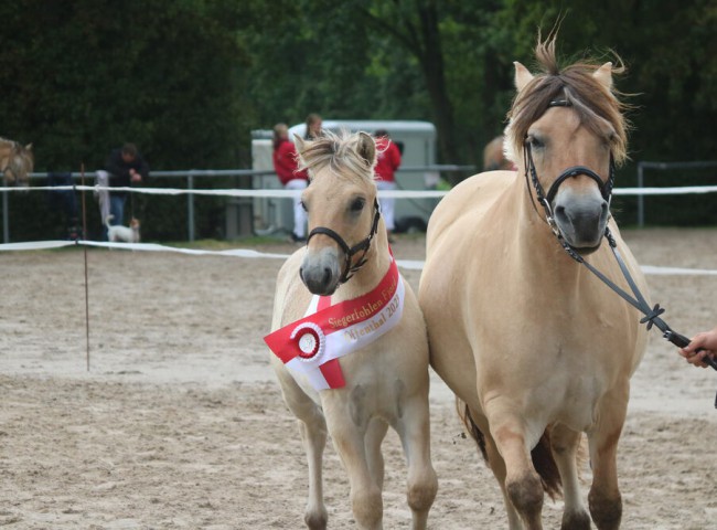 SiegerhengstfohlenGigolo_2