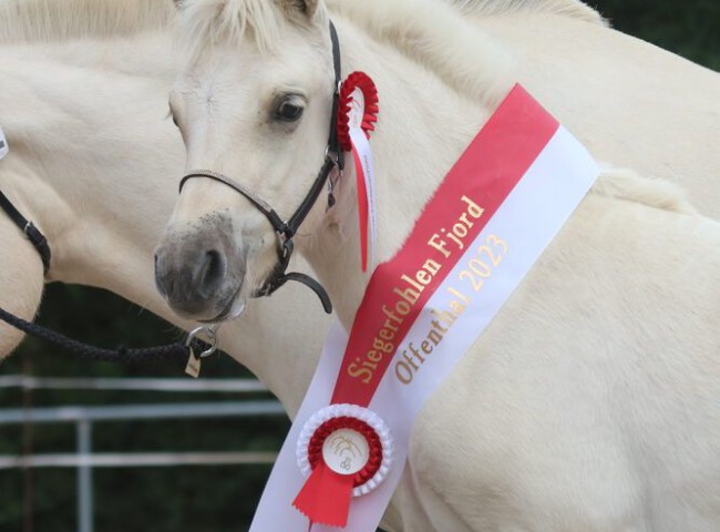 SiegerstutfohlenFrosaRose_Portrait