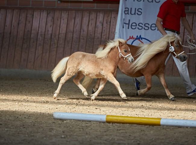 Mila_aus_dem_Rehbachtal