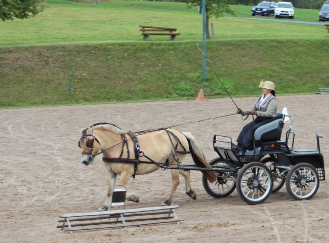 Fjordstute_Melinda_gefahren_von_Sandra_Rövekamp