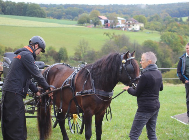 Huzulenhengst_Opust_erhielt_die_höchste_Benotung_für_seine_Umgänglichkeit_und_sein_Verhalten_beim_Anspannen