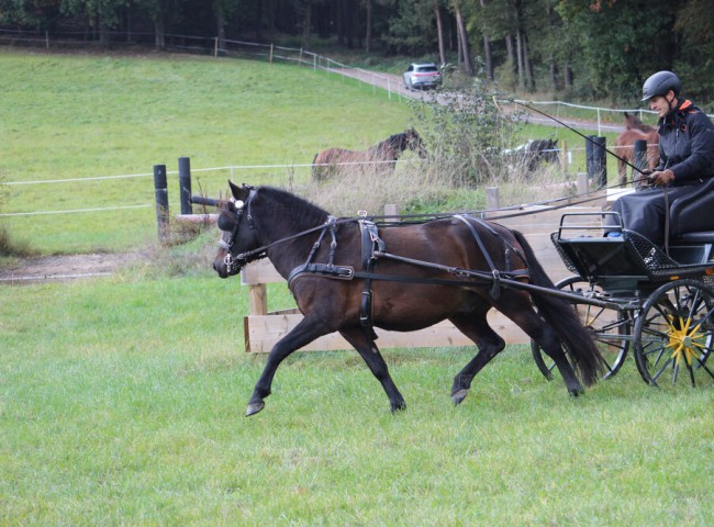 Lars_Peters_stellte_Opust_Huzulenpferd_routiniert_vor