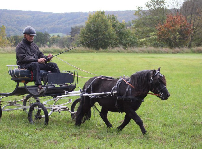 Mit_Gundolf_vom_Bolanderhof_konnte_Theo_Habich_Platz_zwei_bei_den_Hengsten_belegenJPG