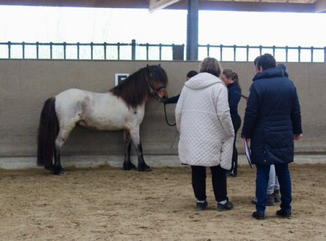 Solon_vom_Idablick_während_der_Beurteilung