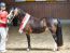 Zentrale Stutbucheintragung 2025 mit integriertem Stutenpreis der IG Reitpony Hessen e.V. 