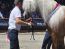 Erfolgreicher Auftritt der deutschen Haflinger bei der Weltausstellung