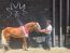 Haflinger Weltausstellung 2025