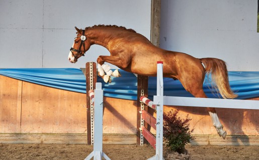 SAVE THE DATE Körung 29.11.25 in Darmstadt Kranichstein