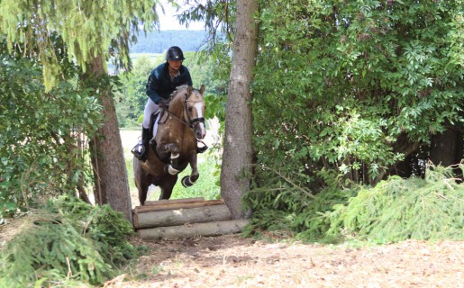 Hengstleistungsprüfung 2025 in Erbach auf dem Rollehof