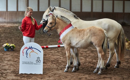 Nachzügler Termin des Verbandes der Pony- und Pferdezüchter Hessen e.V.